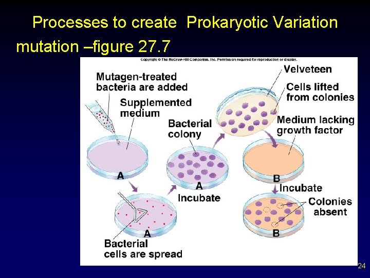 Processes to create Prokaryotic Variation mutation –figure 27. 7 24 