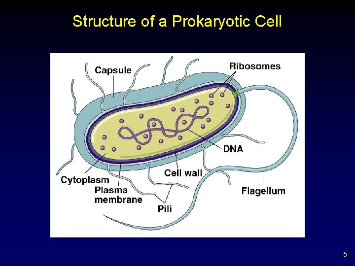 Structure of a Prokaryotic Cell 5 