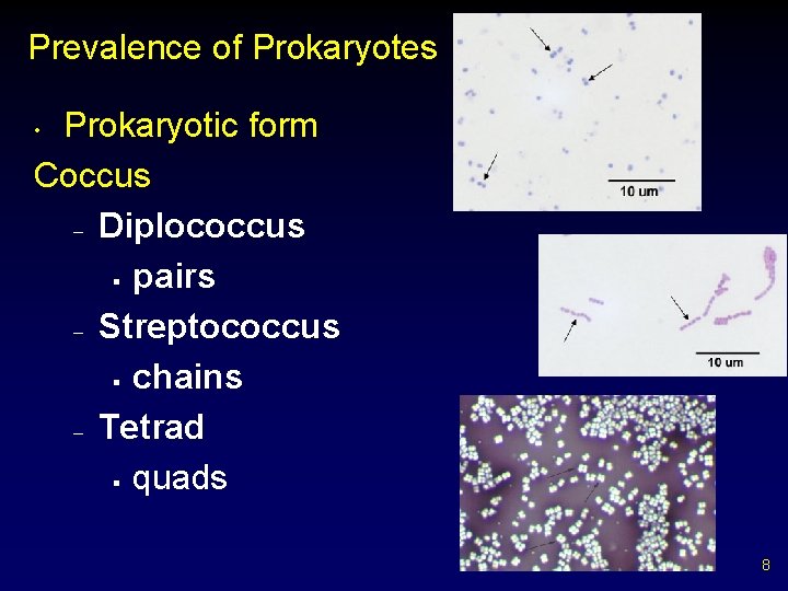 Prevalence of Prokaryotes Prokaryotic form Coccus – Diplococcus § pairs – Streptococcus § chains