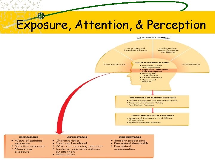 Exposure, Attention, & Perception 