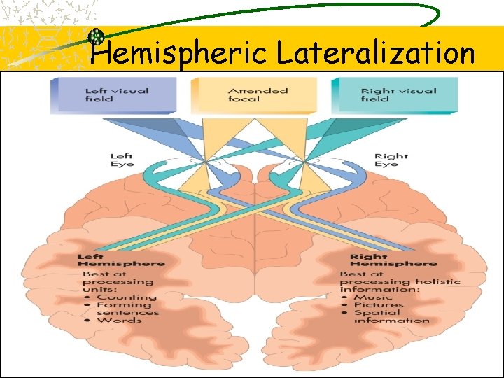 Hemispheric Lateralization 