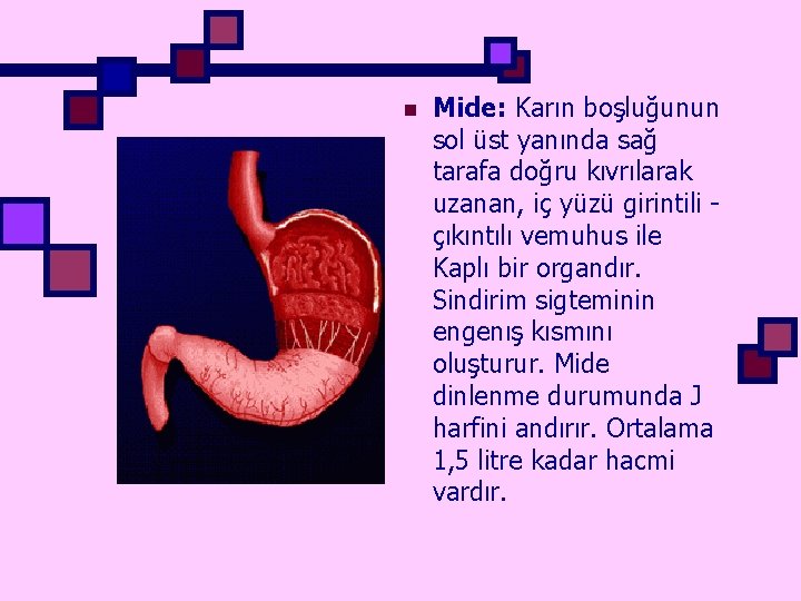 n Mide: Karın boşluğunun sol üst yanında sağ tarafa doğru kıvrılarak uzanan, iç yüzü