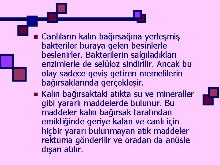 n n Canlıların kalın bağırsağına yerleşmiş bakteriler buraya gelen besinlerle beslenirler. Bakterilerin salgıladıkları enzimlerle