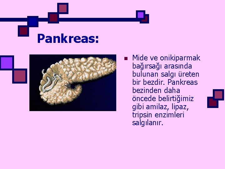 Pankreas: n Mide ve onikiparmak bağırsağı arasında bulunan salgı üreten bir bezdir. Pankreas bezinden