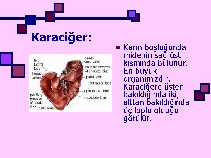 Karaciğer: n Karın boşluğunda midenin sağ üst kısmında bulunur. En büyük organımızdır. Karaciğere üsten