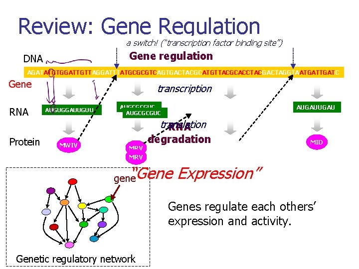 Review: Gene Regulation a switch! (“transcription factor binding site”) Gene regulation DNA AGATATGTGGATTGTTAGGATTTATGCGCGTCAGTGACTACGCATGTTACGCACCTACGACTAGGTAATGATTGATC Gene