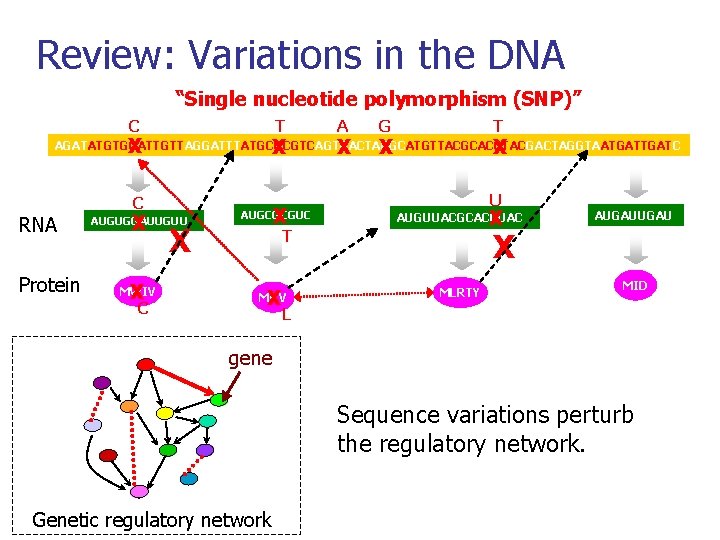 Review: Variations in the DNA “Single nucleotide polymorphism (SNP)” C T X X A