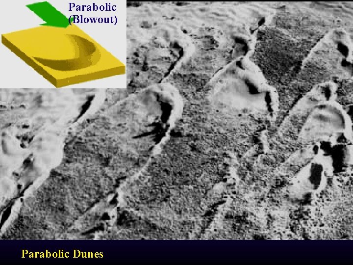 Parabolic (Blowout) Parabolic Dunes 