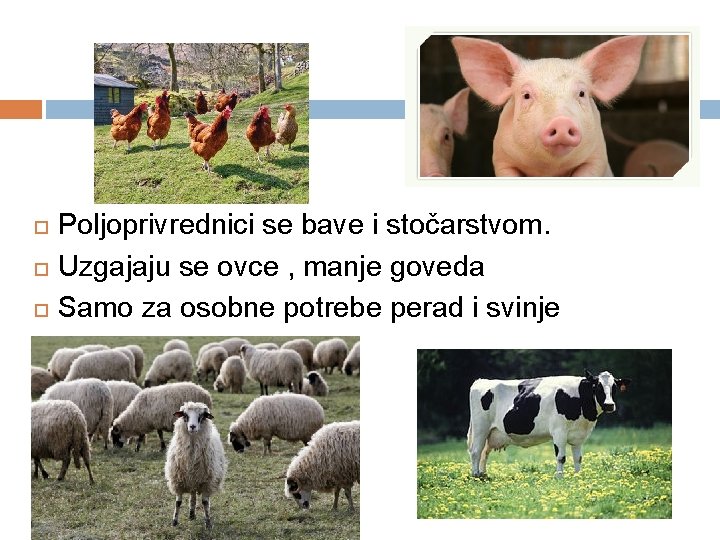  Poljoprivrednici se bave i stočarstvom. Uzgajaju se ovce , manje goveda Samo za