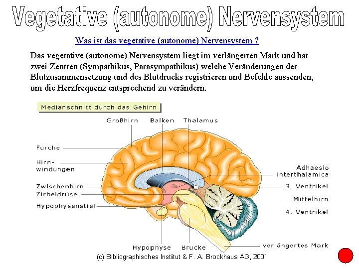 Was ist das vegetative (autonome) Nervensystem ? Das vegetative (autonome) Nervensystem liegt im verlängerten