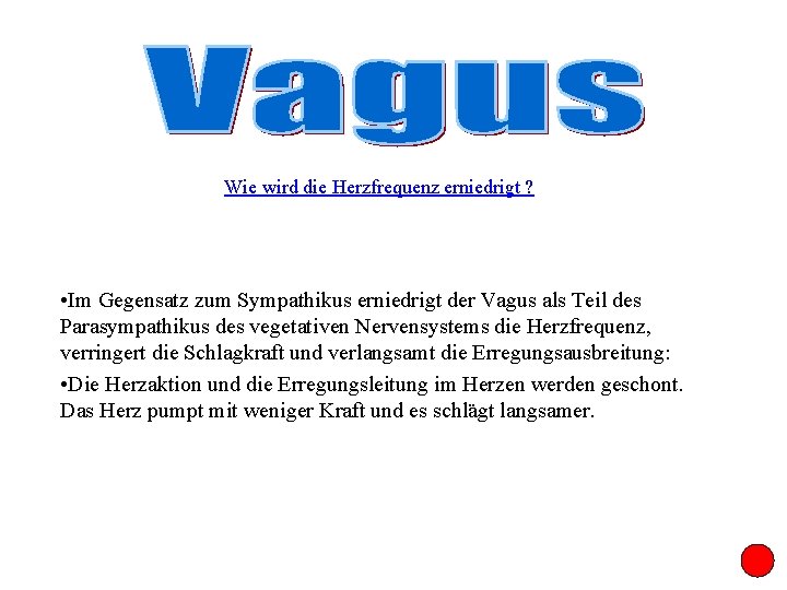 Wie wird die Herzfrequenz erniedrigt ? • Im Gegensatz zum Sympathikus erniedrigt der Vagus