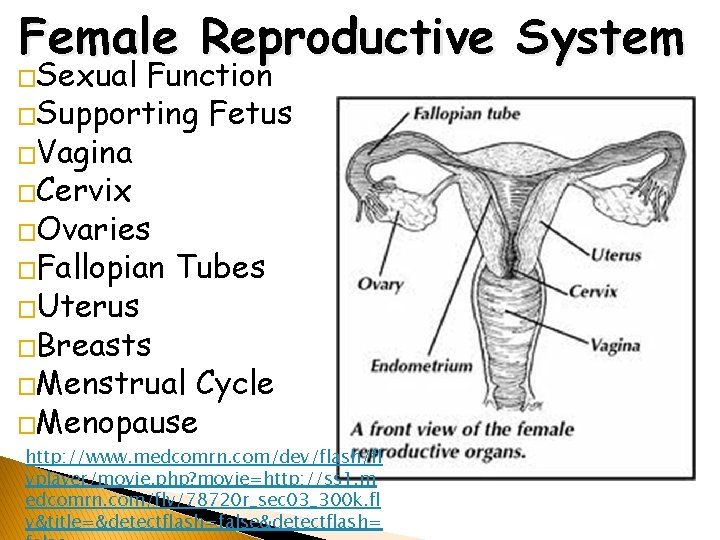 Female Reproductive System �Sexual Function �Supporting Fetus �Vagina �Cervix �Ovaries �Fallopian Tubes �Uterus �Breasts