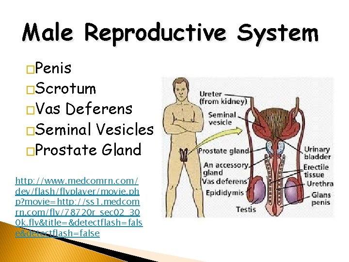 Male Reproductive System �Penis �Scrotum �Vas Deferens �Seminal Vesicles �Prostate Gland http: //www. medcomrn.