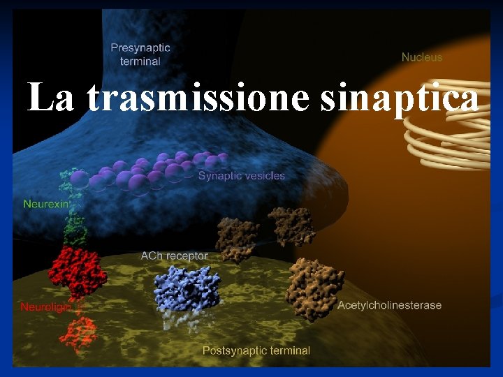 La trasmissione sinaptica 