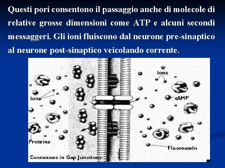 Questi pori consentono il passaggio anche di molecole di relative grosse dimensioni come ATP