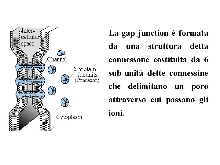 La gap junction è formata da una struttura detta connessone costituita da 6 sub-unità