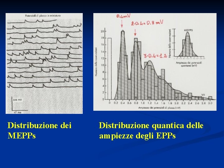 Distribuzione dei MEPPs Distribuzione quantica delle ampiezze degli EPPs 