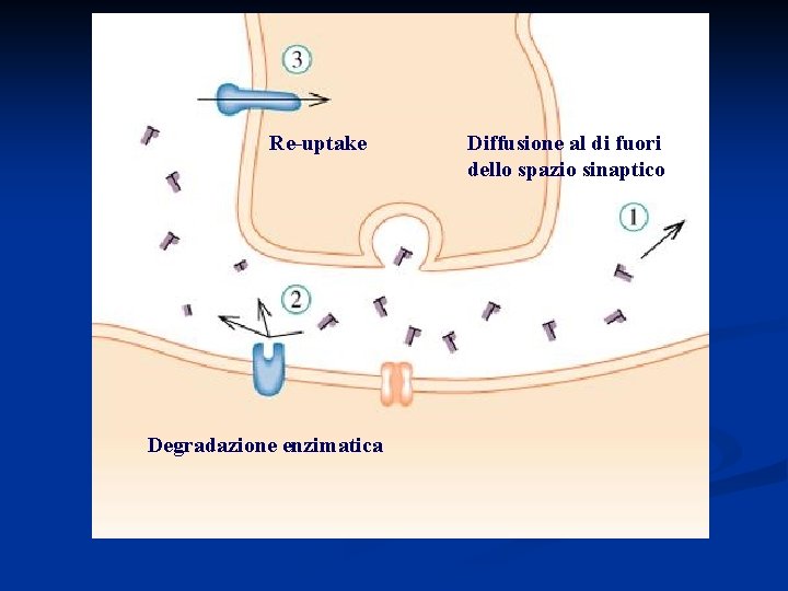 Re-uptake Degradazione enzimatica Diffusione al di fuori dello spazio sinaptico 