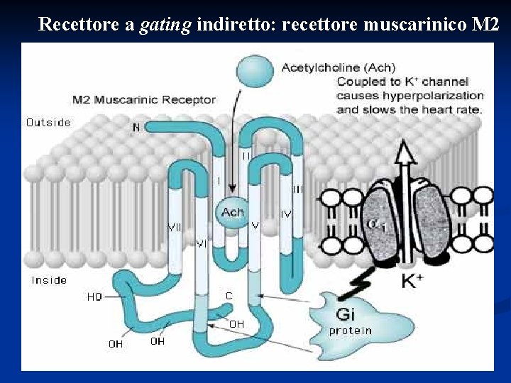 Recettore a gating indiretto: recettore muscarinico M 2 