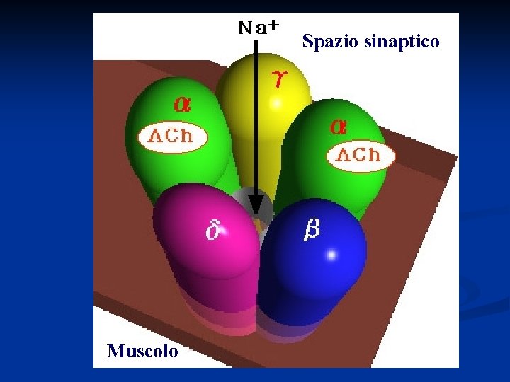 Spazio sinaptico Muscolo 