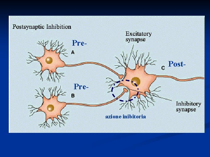 Pre. Post. Pre- azione inibitoria 
