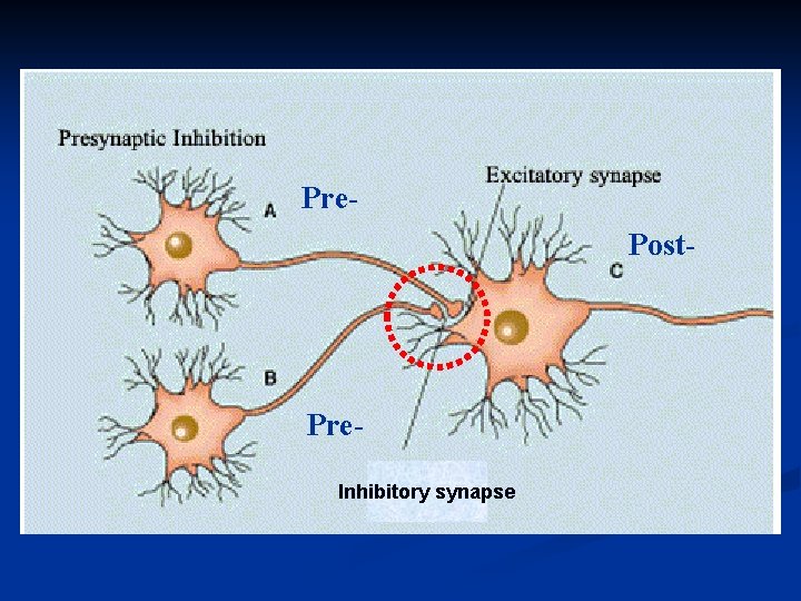 Pre. Post- Pre. Inhibitory synapse 