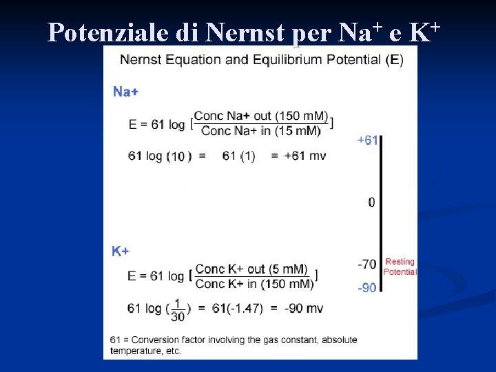 Potenziale di Nernst per Na+ e K+ 