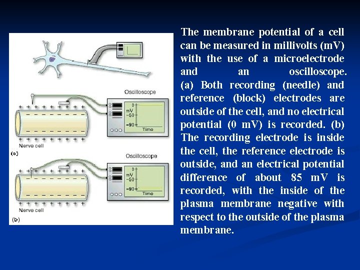 The membrane potential of a cell can be measured in millivolts (m. V) with