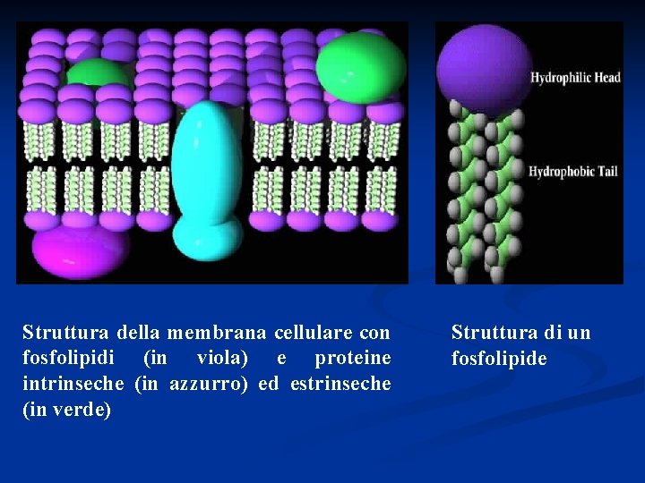 Struttura della membrana cellulare con fosfolipidi (in viola) e proteine intrinseche (in azzurro) ed