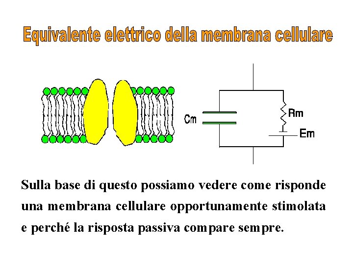 Sulla base di questo possiamo vedere come risponde una membrana cellulare opportunamente stimolata e