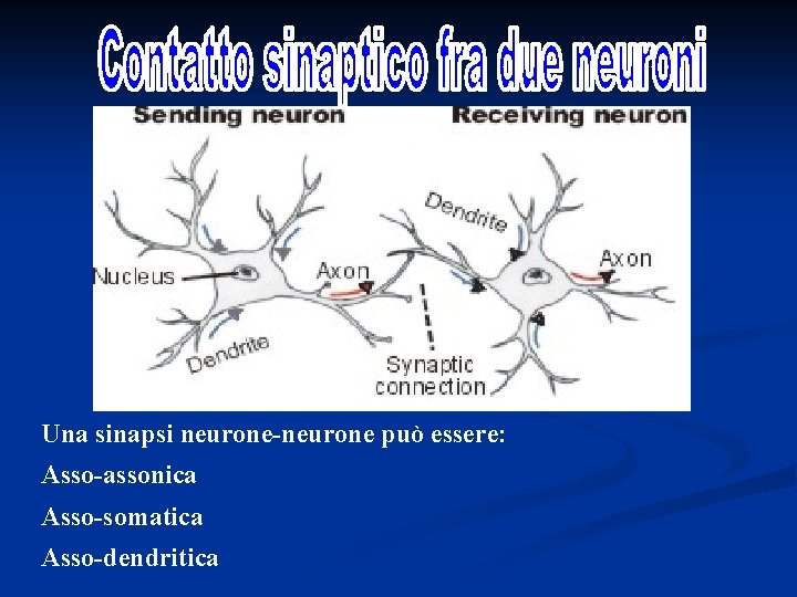 Una sinapsi neurone-neurone può essere: Asso-assonica Asso-somatica Asso-dendritica 