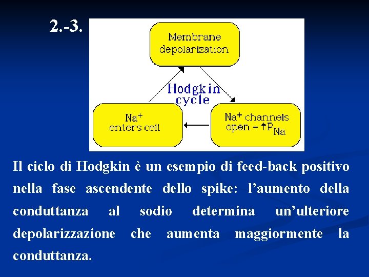 2. -3. Il ciclo di Hodgkin è un esempio di feed-back positivo nella fase