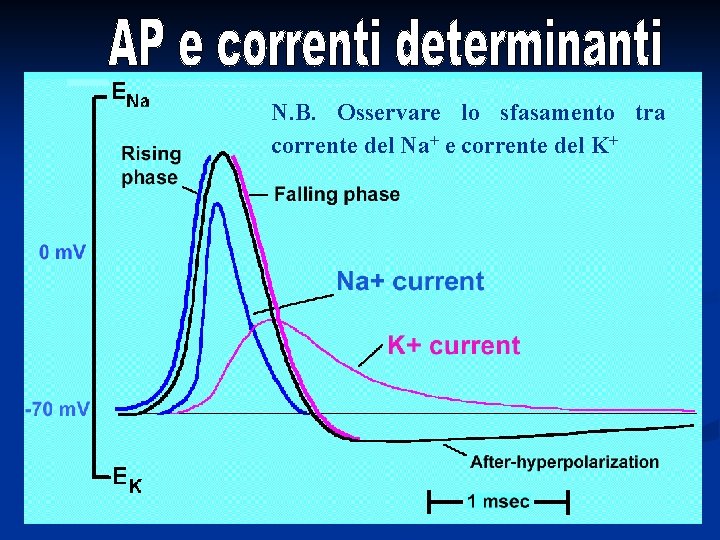 N. B. Osservare lo sfasamento tra corrente del Na+ e corrente del K+ 