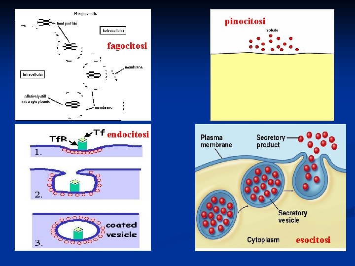 pinocitosi fagocitosi endocitosi esocitosi 