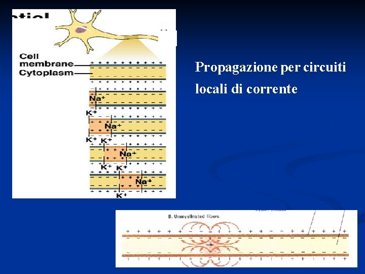 Propagazione per circuiti locali di corrente 