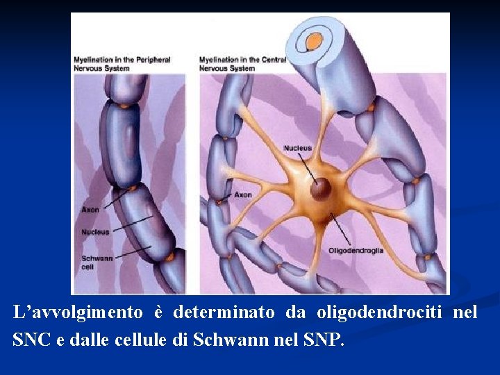 L’avvolgimento è determinato da oligodendrociti nel SNC e dalle cellule di Schwann nel SNP.