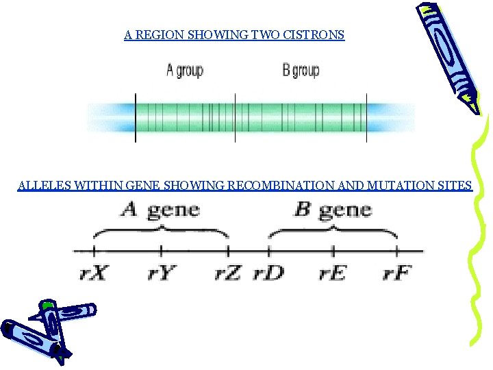 A REGION SHOWING TWO CISTRONS ALLELES WITHIN GENE SHOWING RECOMBINATION AND MUTATION SITES 
