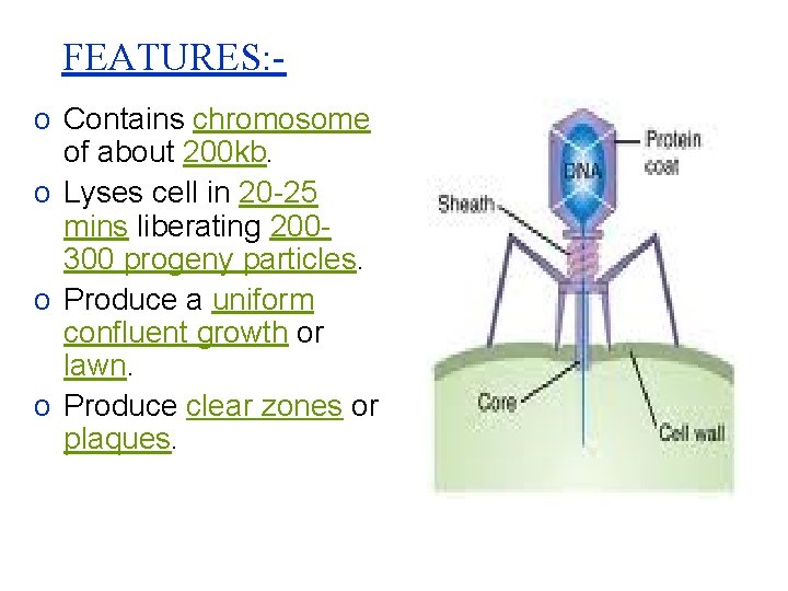 FEATURES: o Contains chromosome of about 200 kb. o Lyses cell in 20 -25
