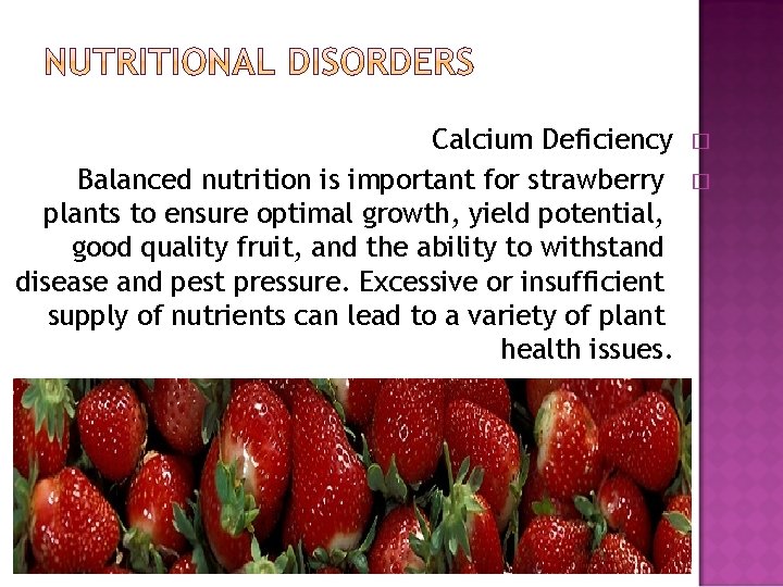 Calcium Deficiency Balanced nutrition is important for strawberry plants to ensure optimal growth, yield