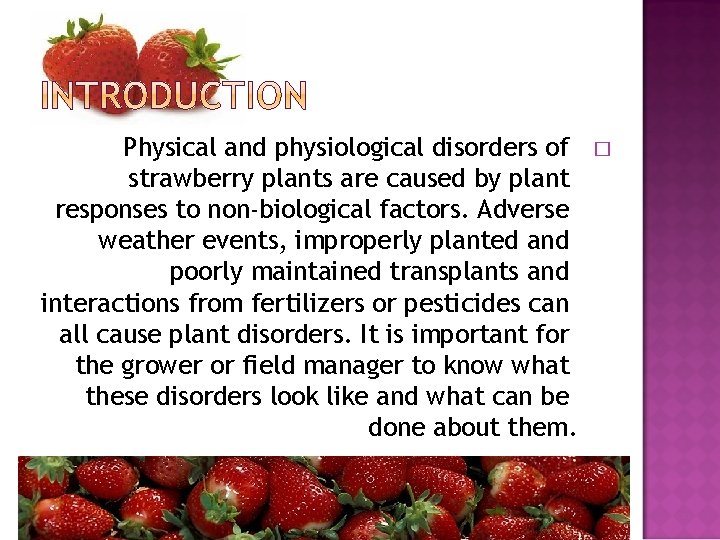Physical and physiological disorders of strawberry plants are caused by plant responses to non-biological