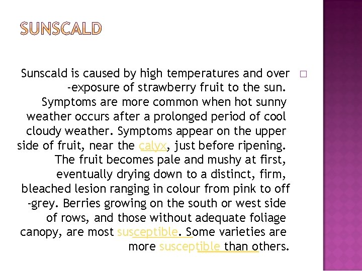 Sunscald is caused by high temperatures and over -exposure of strawberry fruit to the