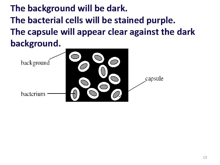 The background will be dark. The bacterial cells will be stained purple. The capsule