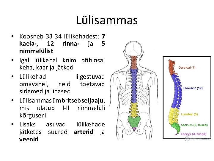 Lülisammas • Koosneb 33 -34 lülikehadest: 7 kaela-, 12 rinna- ja 5 nimmelülist •
