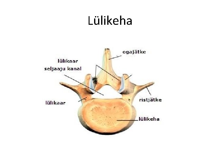 Lülikeha 