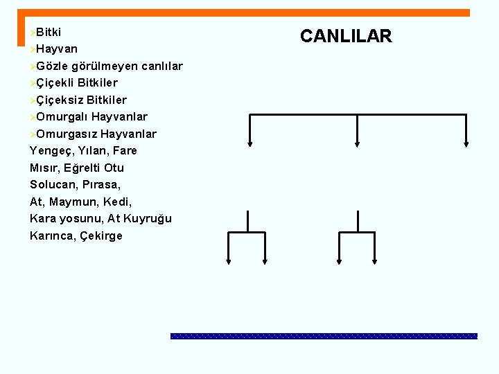 ØBitki ØHayvan ØGözle görülmeyen canlılar ØÇiçekli Bitkiler ØÇiçeksiz Bitkiler ØOmurgalı Hayvanlar ØOmurgasız Hayvanlar Yengeç,