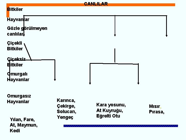 CANLILAR Bitkiler Hayvanlar Gözle görülmeyen canlılar Çiçekli Bitkiler Çiçeksiz Bitkiler Omurgalı Hayvanlar Omurgasız Hayvanlar