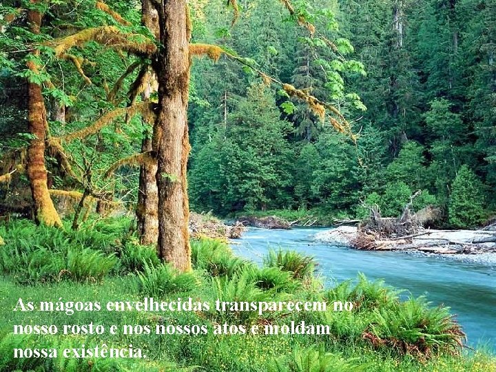 As mágoas envelhecidas transparecem no nosso rosto e nossos atos e moldam nossa existência. As mágoas envelhecidas transparecem no nosso rosto e nossos atos e moldam nossa existência.