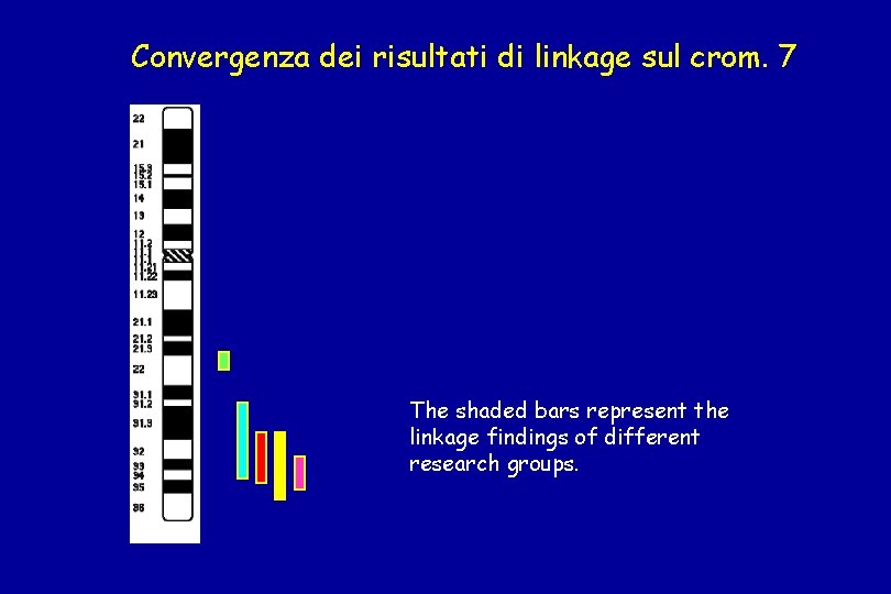 Convergenza dei risultati di linkage sul crom. 7 The shaded bars represent the linkage