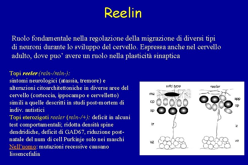 Reelin Ruolo fondamentale nella regolazione della migrazione di diversi tipi di neuroni durante lo
