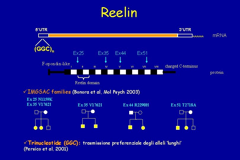 Reelin 5’UTR 3’UTR AAAAAA (GGC)n F-spondin-like Ex 25 I II Ex 35 III IV